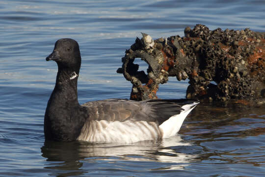 Image of Grey-bellied Brent Goose