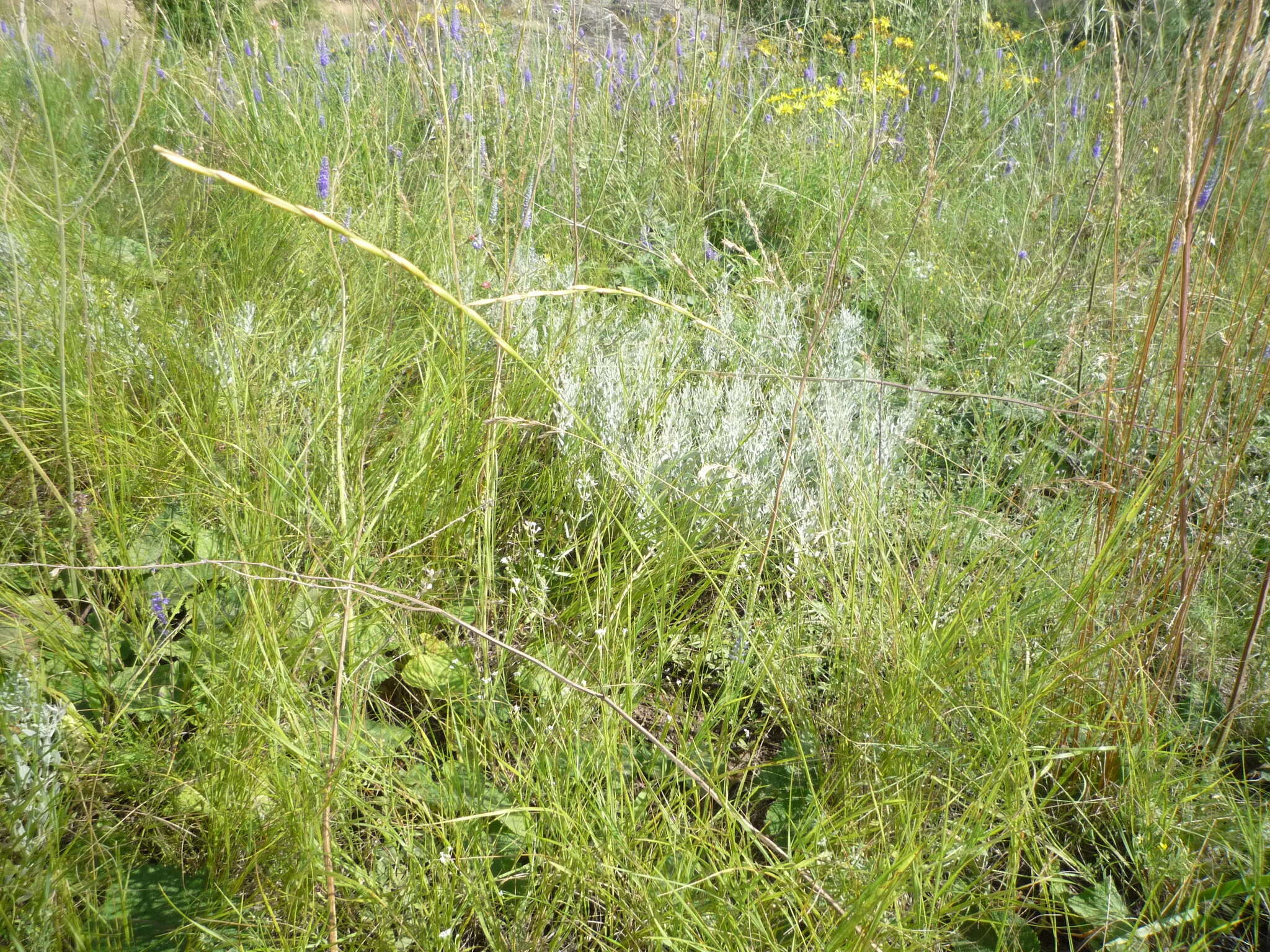 Imagem de Elymus stipifolius (Trautv.) Melderis