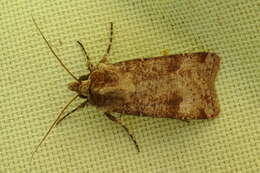 Image of Agrotis trux Hübner 1824