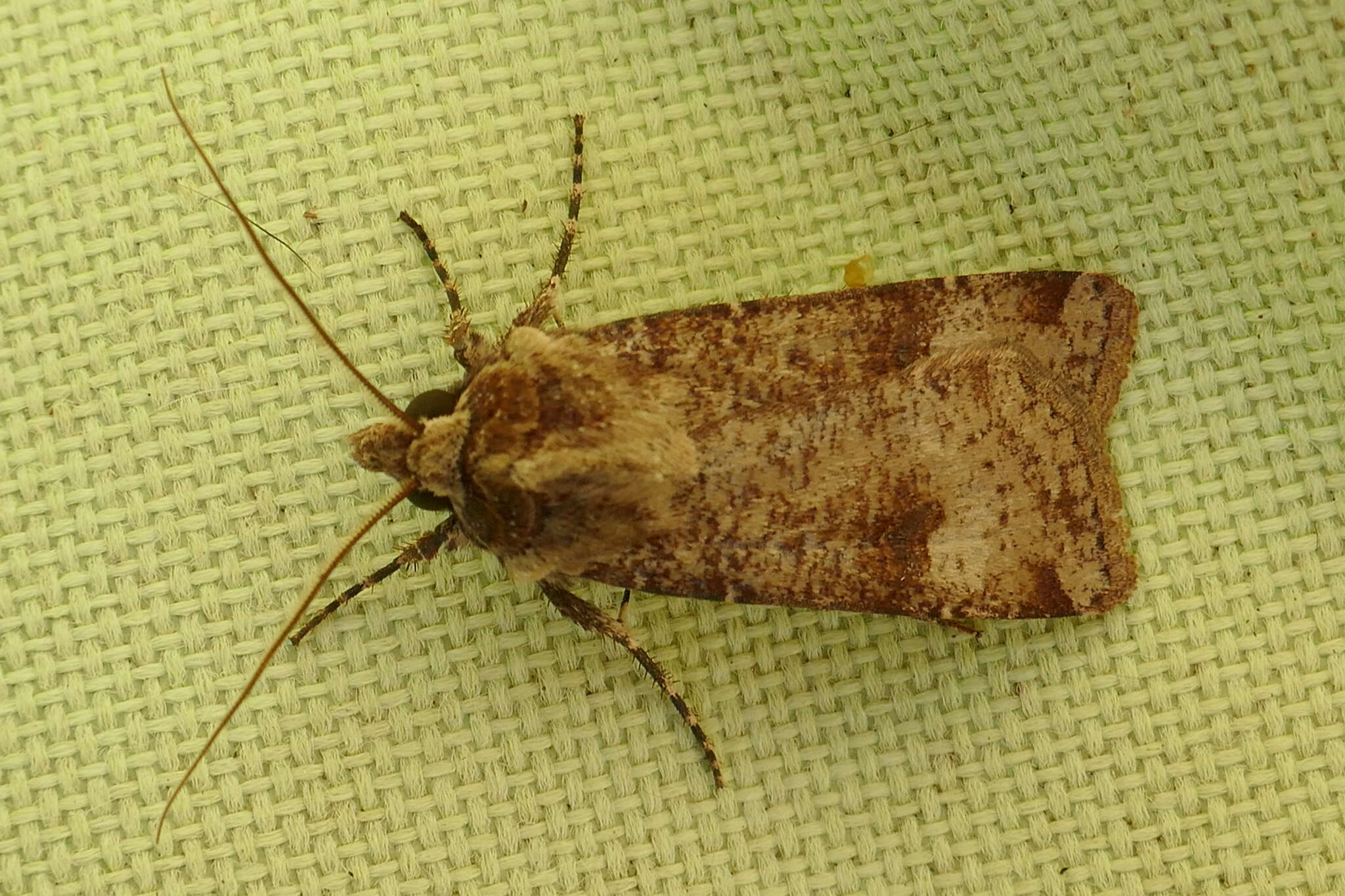 Image of Agrotis trux Hübner 1824