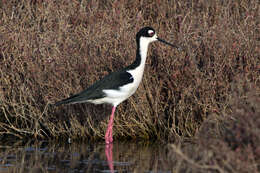 Image of Himantopus Brisson 1760