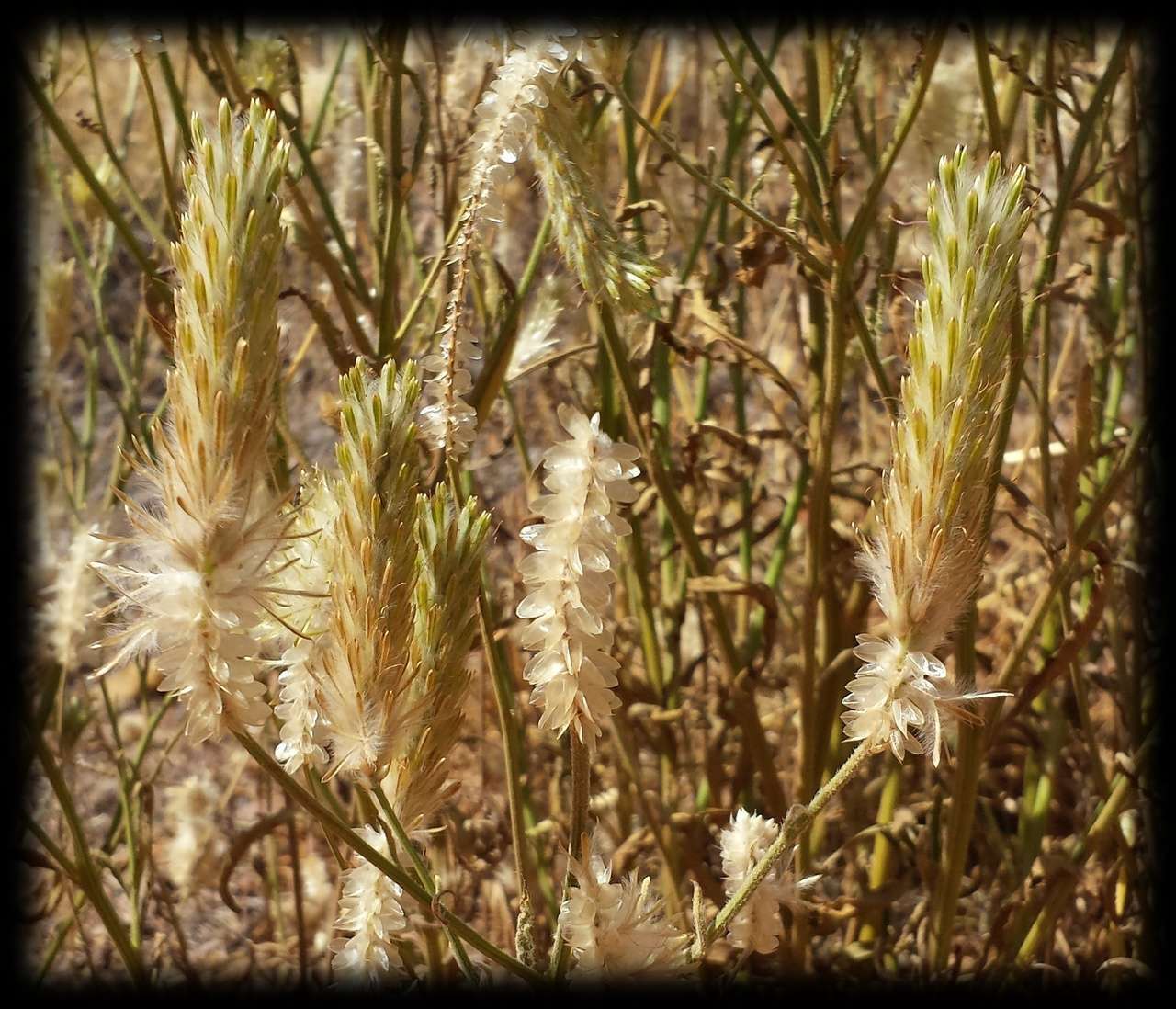 Image of Ptilotus polystachyus (Gaudich.) F. Müll.