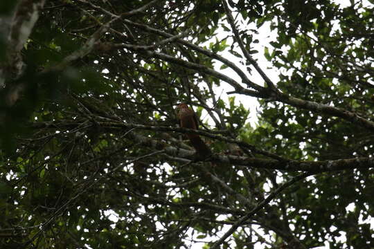 Image of Little Cuckoo Dove