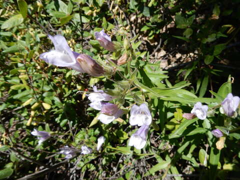 Sivun Penstemon lyalli (A. Gray) A. Gray kuva