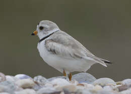 Image of Piping Plover