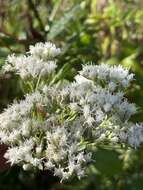 Plancia ëd Eupatorium lancifolium (Torr. & A. Gray) Small