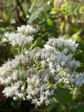 Image of lanceleaf thoroughwort