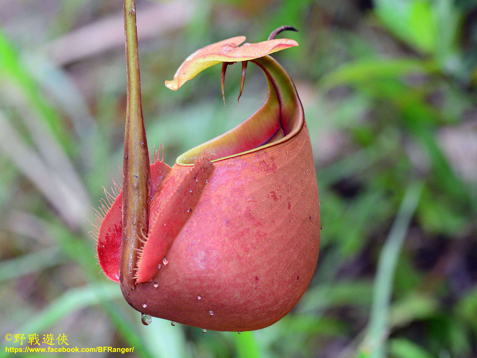 Image of Fanged pitcher plant