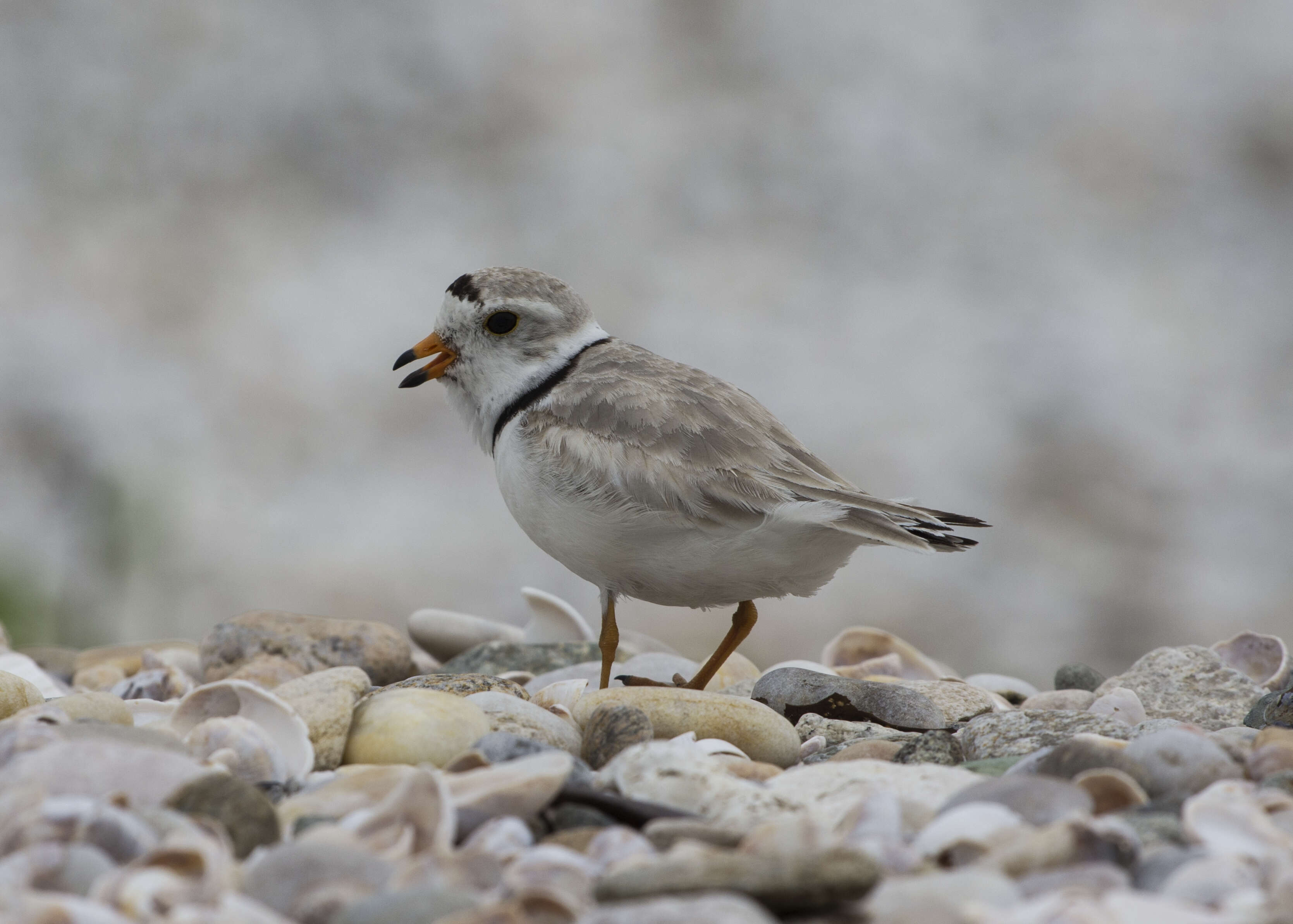 Image of Piping Plover