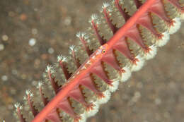 Image of Cling goby