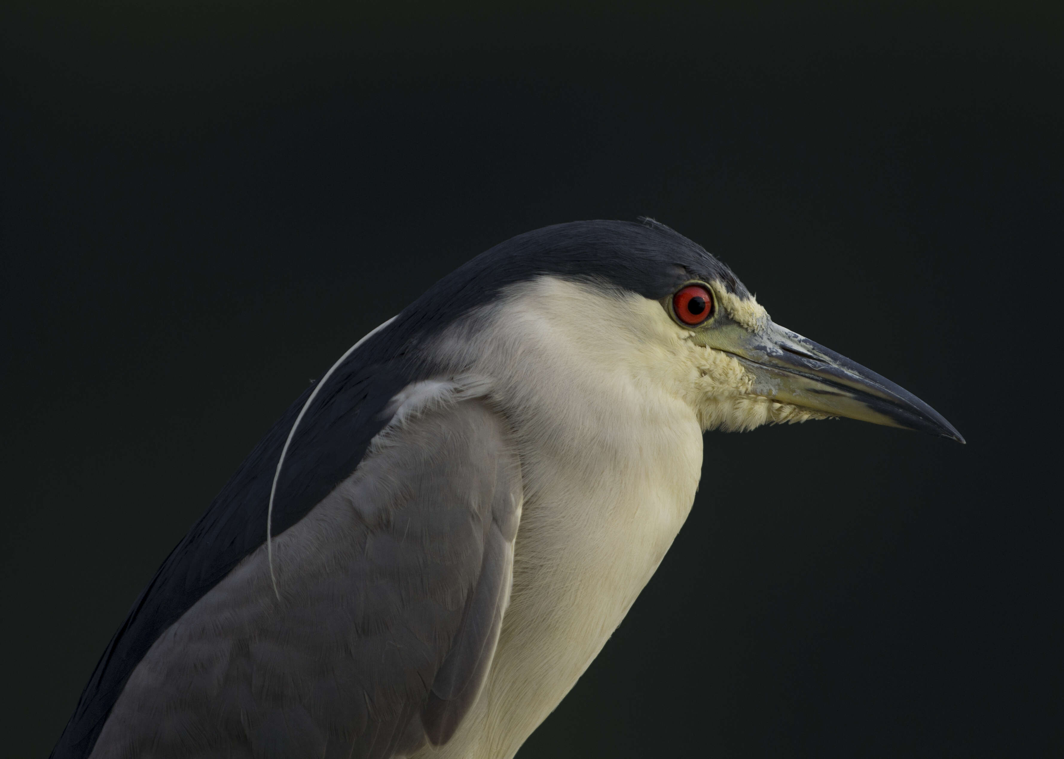 Image of Night Herons