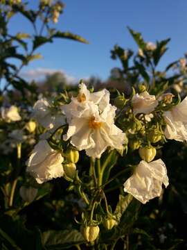 Image of Solanum bonariense L.