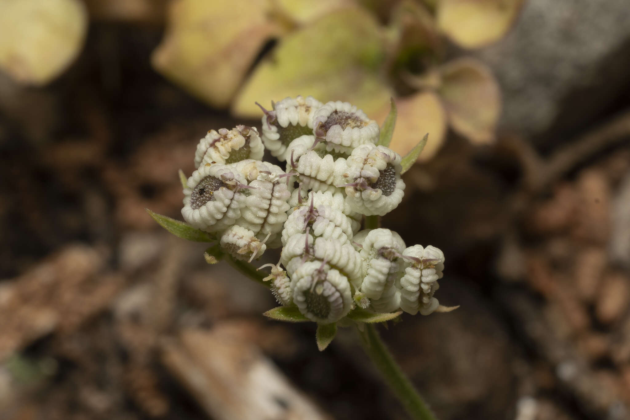 Image of Tordylium pestalozzae Boiss.