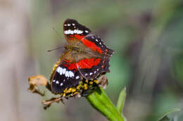 Image of Anartia amathea roeselia Eschscholtz 1821