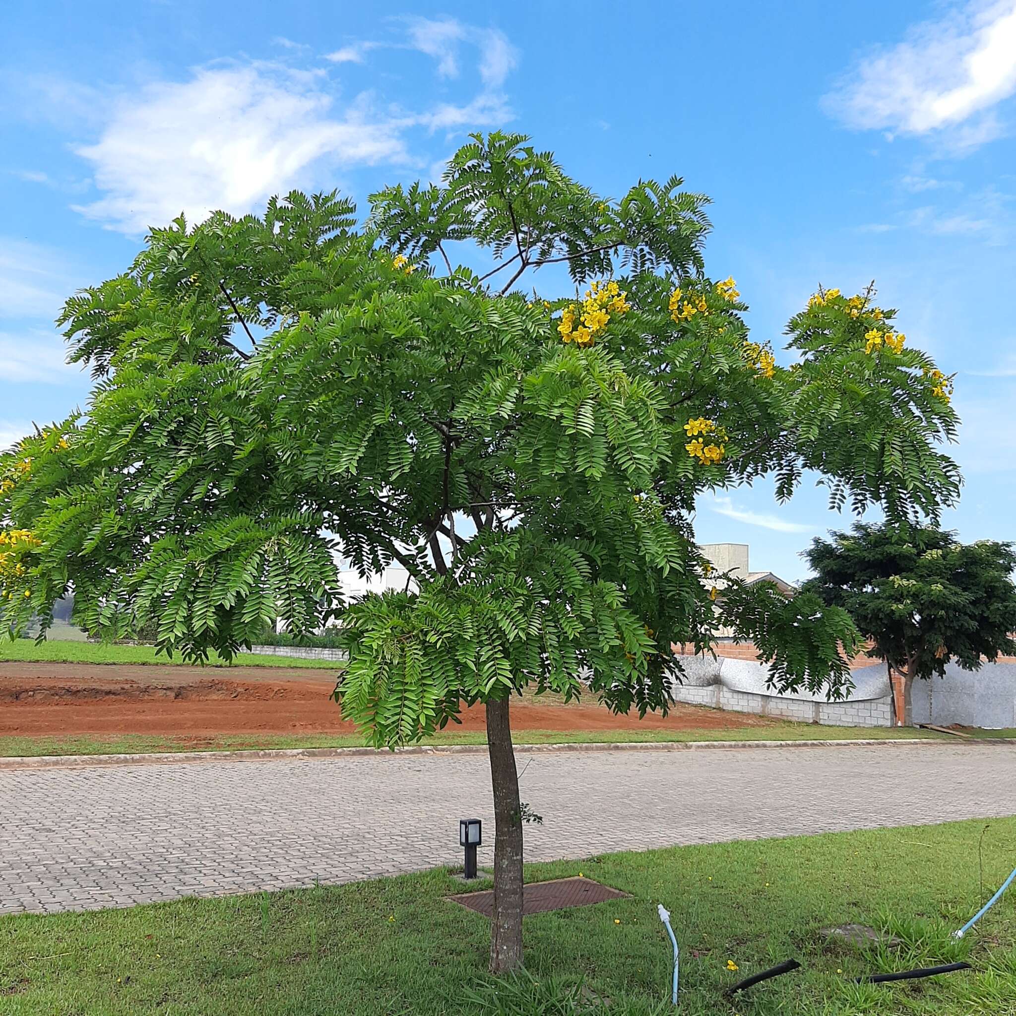 Imagem de Cassia leptophylla Vogel