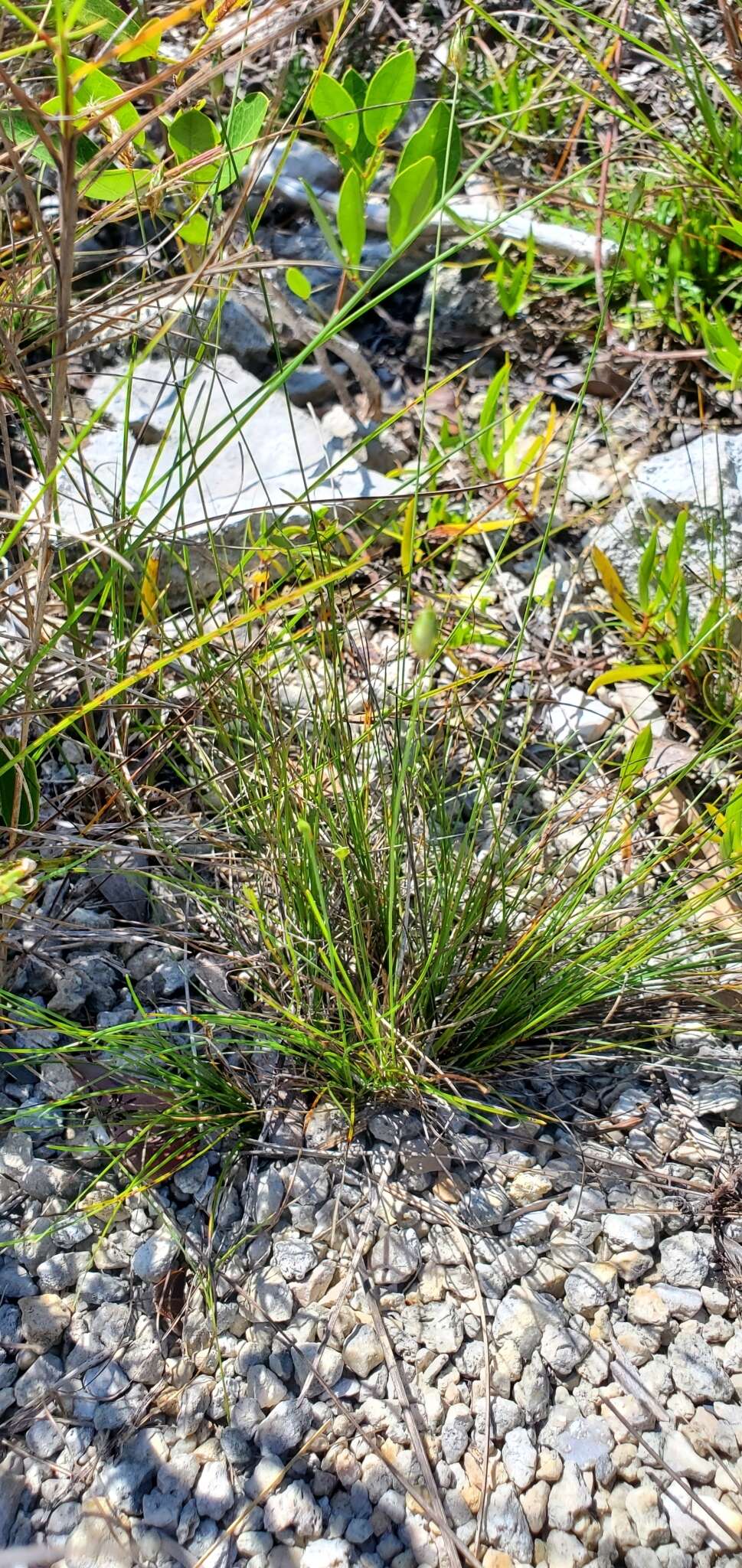 صورة Fimbristylis ovata (Burm. fil.) J. Kern