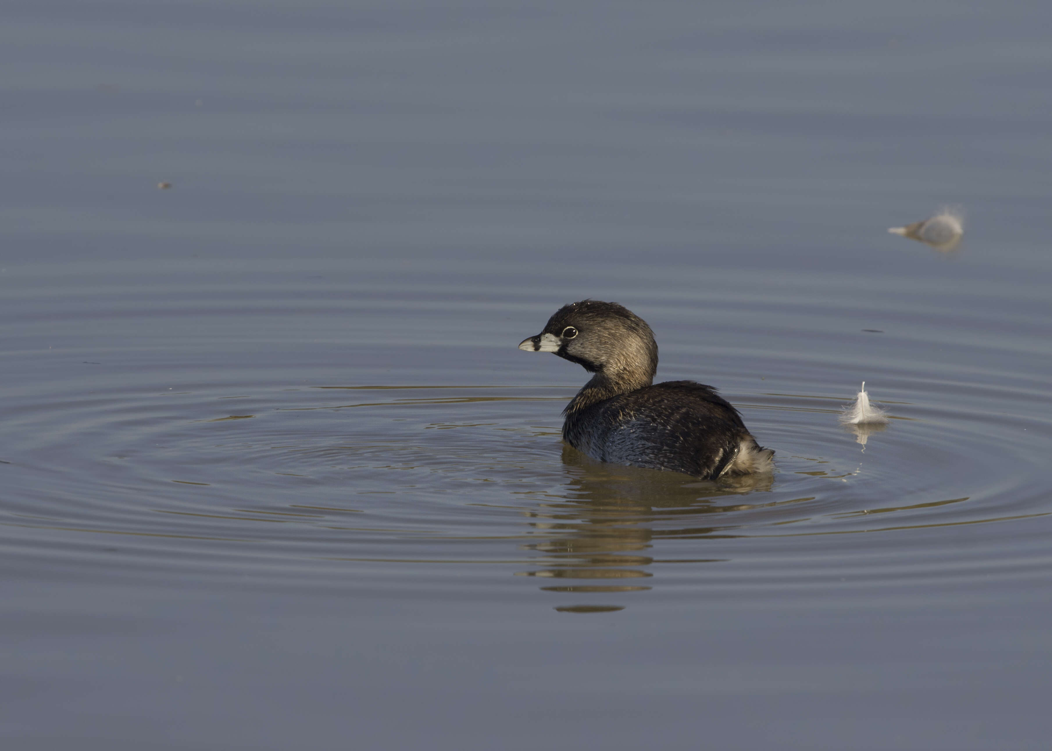 Image of Pied-billed Grebe