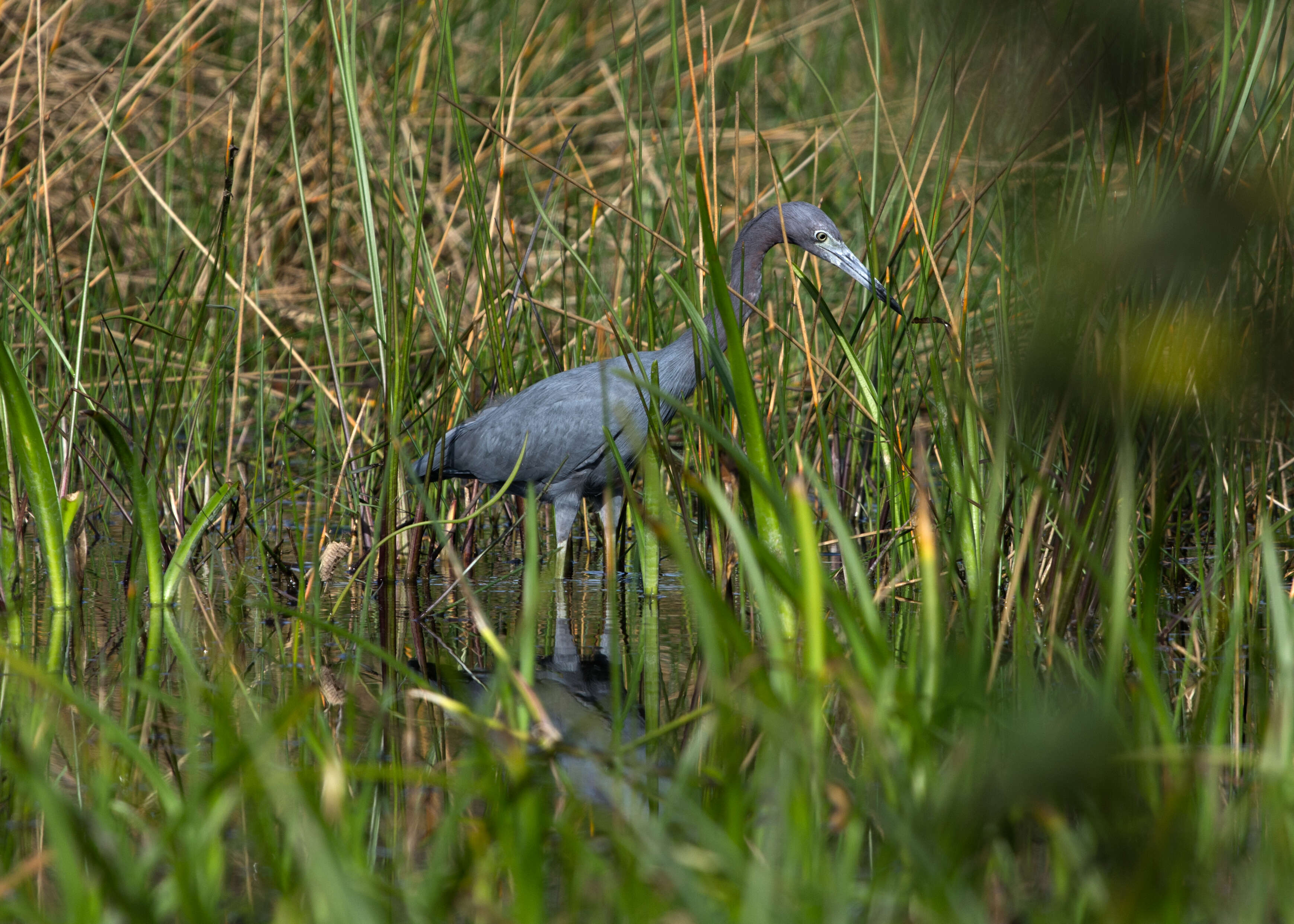 Image of Little Blue Heron