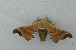 Image of Bombyx mandarina Moore 1872