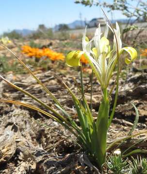 Image of Moraea macronyx G. J. Lewis