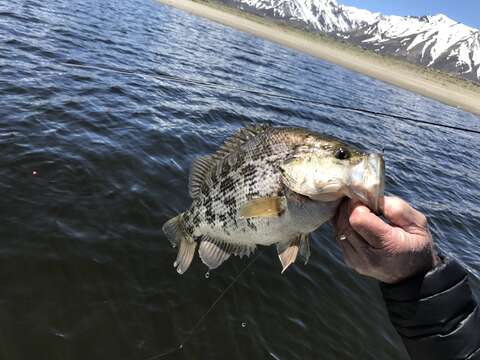 Image of Sacramento Perch