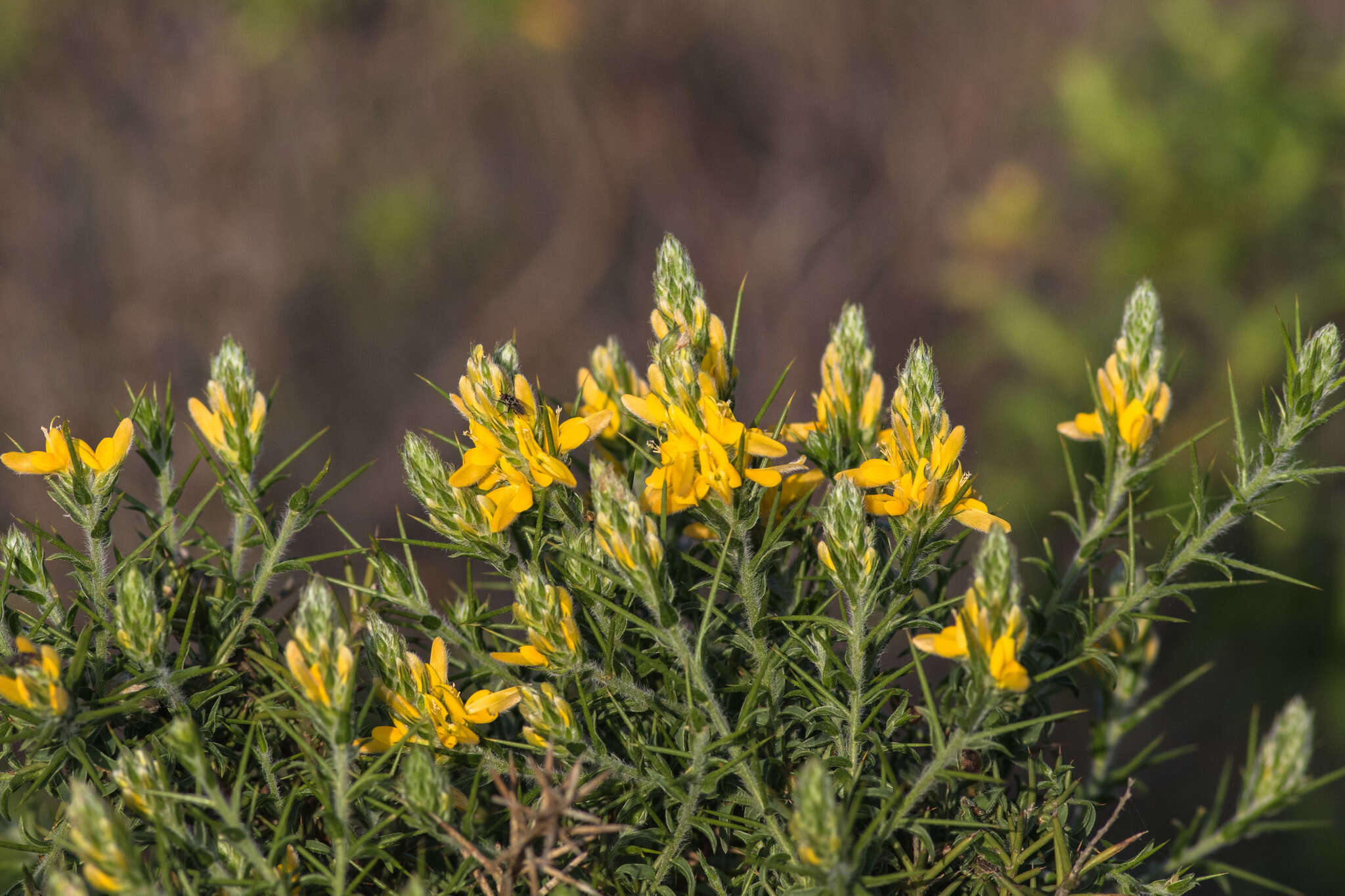 صورة Genista hirsuta M. Vahl