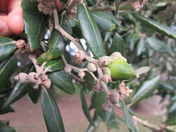 Image of Holm Oak