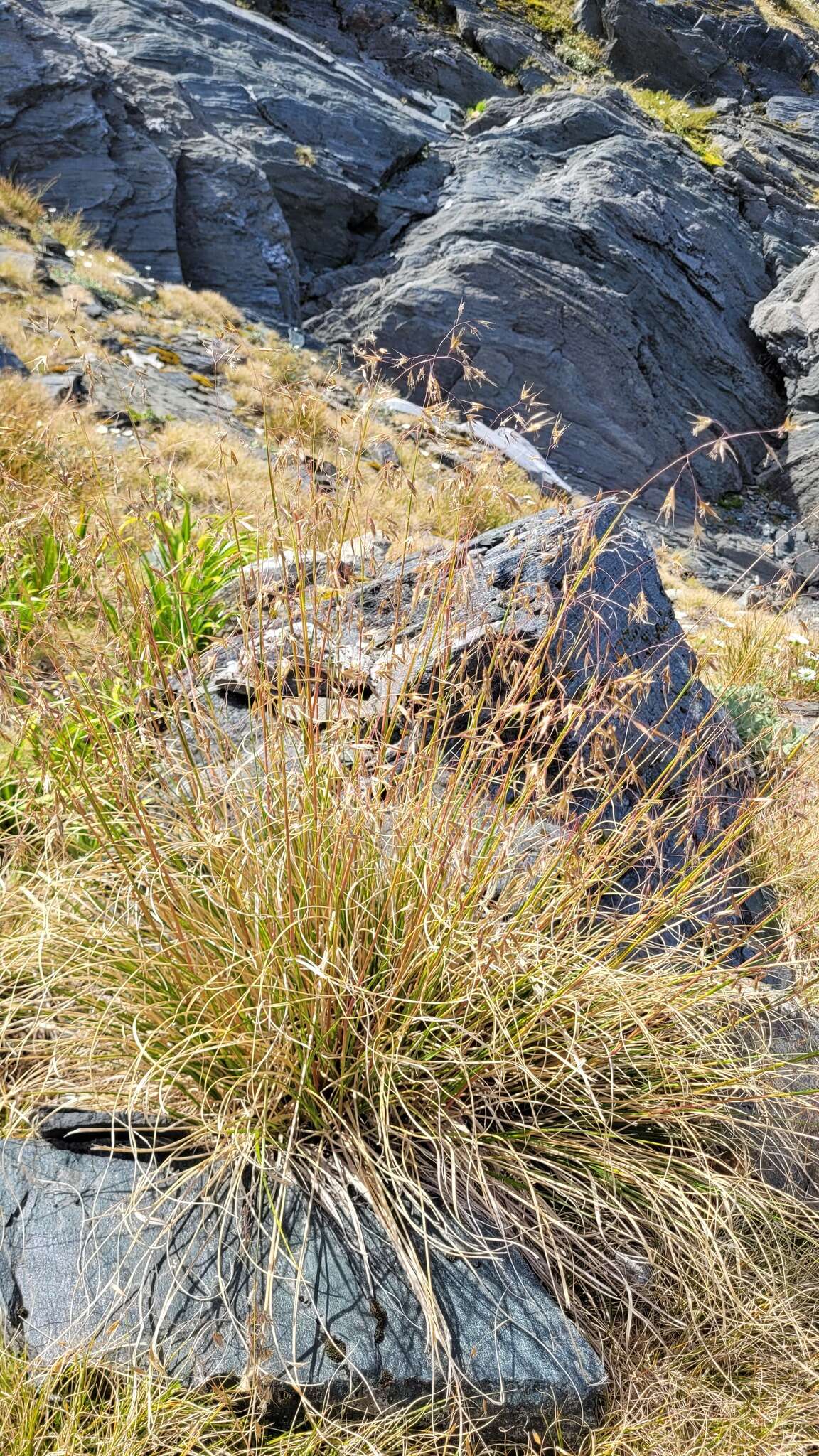 Image of Chionochloa vireta Connor