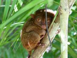 Image of Philippine tarsier