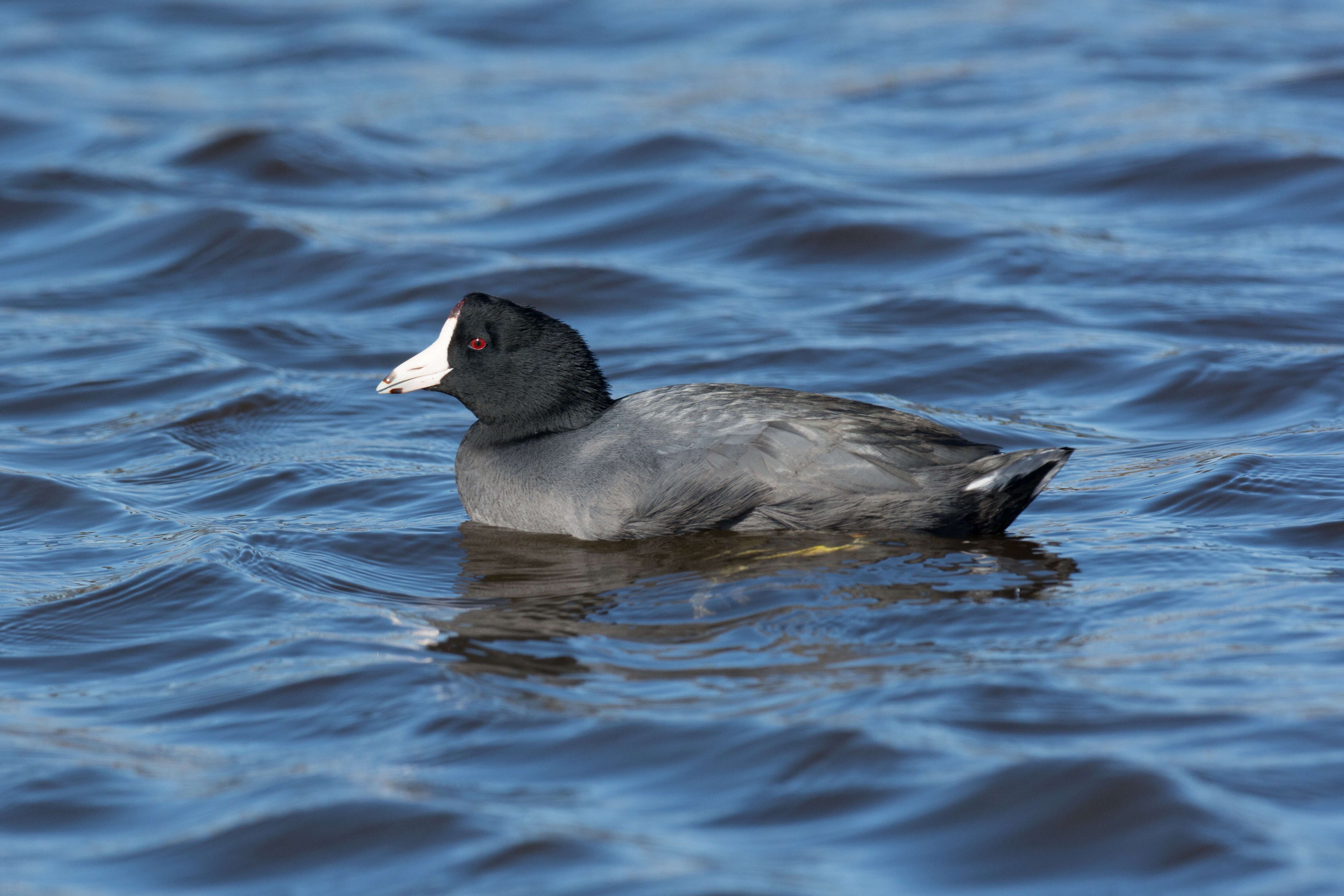 Image of Fulica Linnaeus 1758