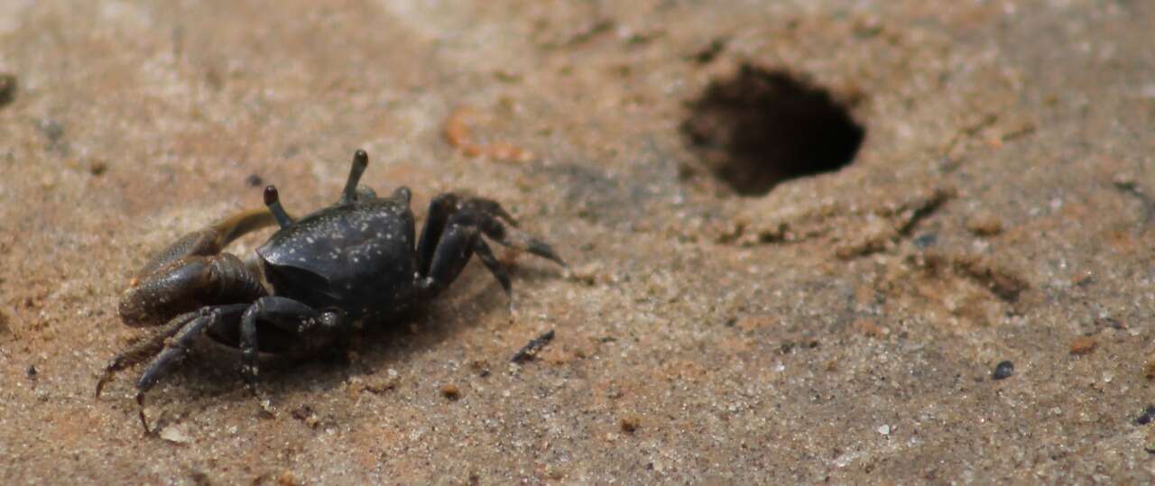 Image of Atlantic sand fiddler