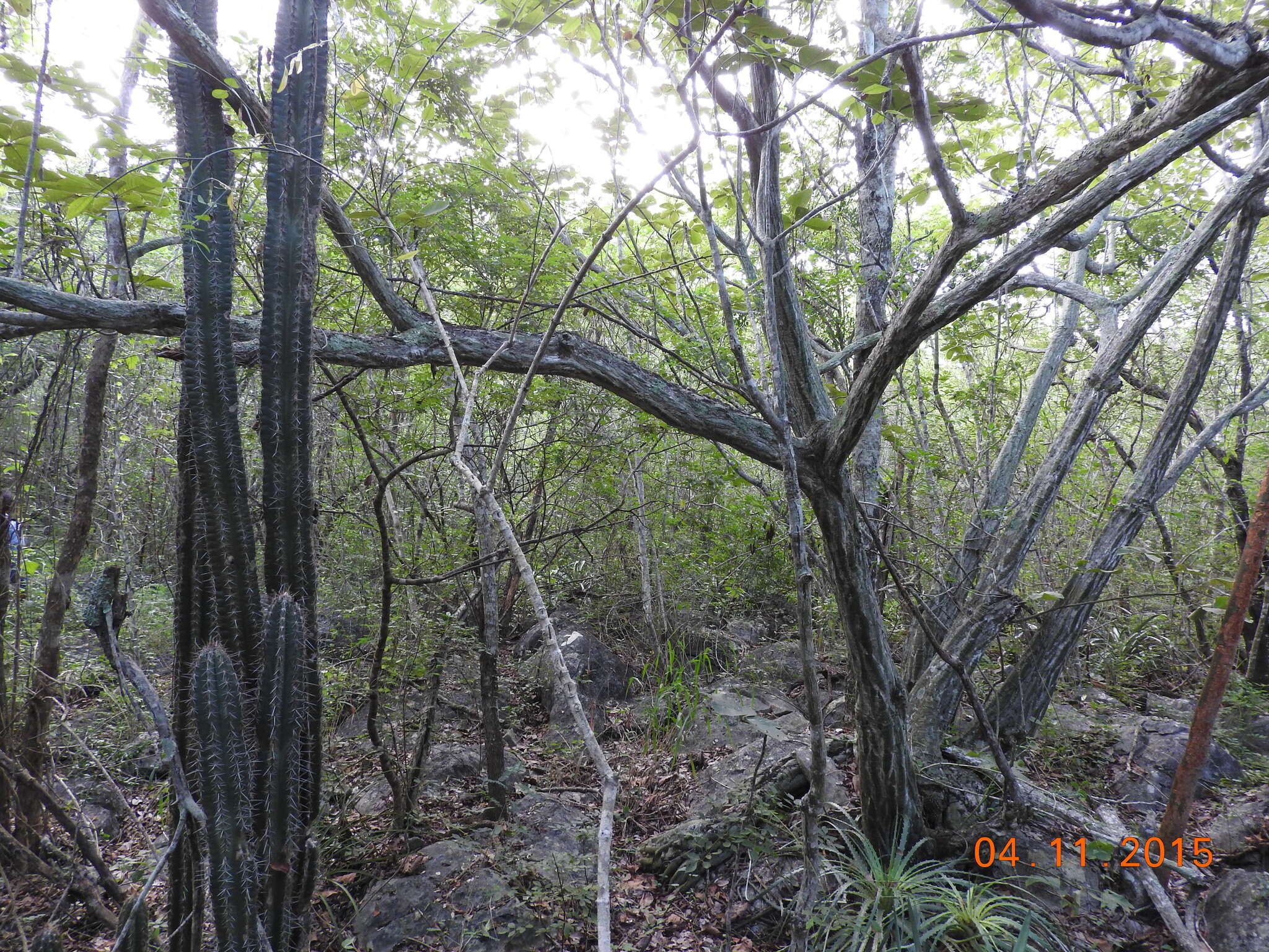 Image of Pilosocereus leucocephalus (Poselg.) Byles & G. D. Rowley