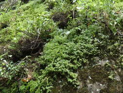 Image of rockweed