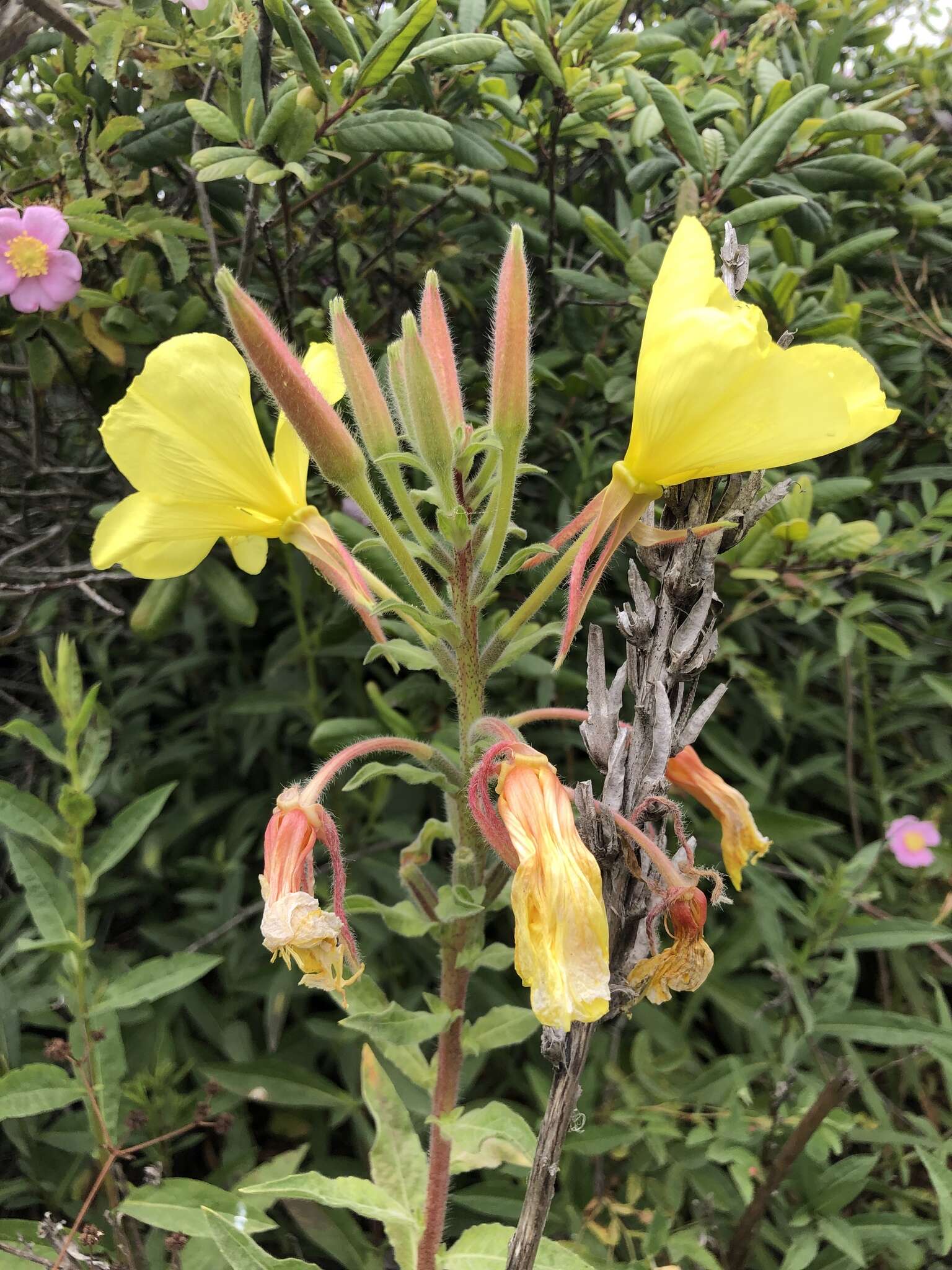 Image of Hooker's evening primrose