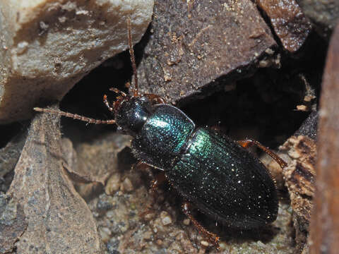 Image of Ophonus (Hesperophonus) azureus (Fabricius 1775)