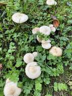 Image of Pholiota gummosa (Lasch) Singer 1951