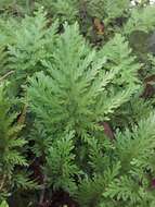 Image of Selaginella conduplicata Spring