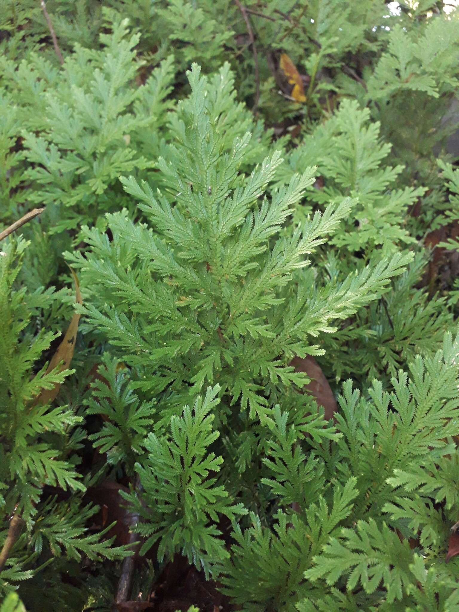 Image of Selaginella conduplicata Spring