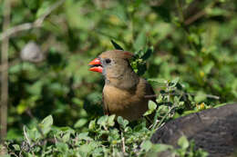 Image of Cardinalis Bonaparte 1838