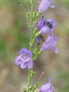 Image of Upright Blue Beardtongue