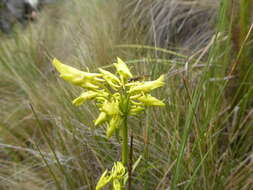 Image of Halenia umbellata (Ruiz & Pav.) Gilg