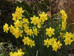 Image of Narcissus rupicola Dufour