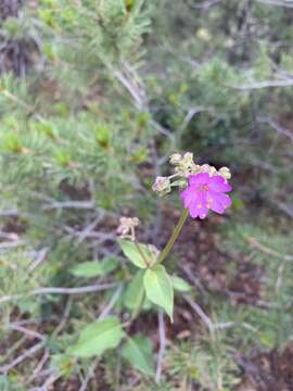 Mirabilis decipiens (Standl.) Standl. resmi