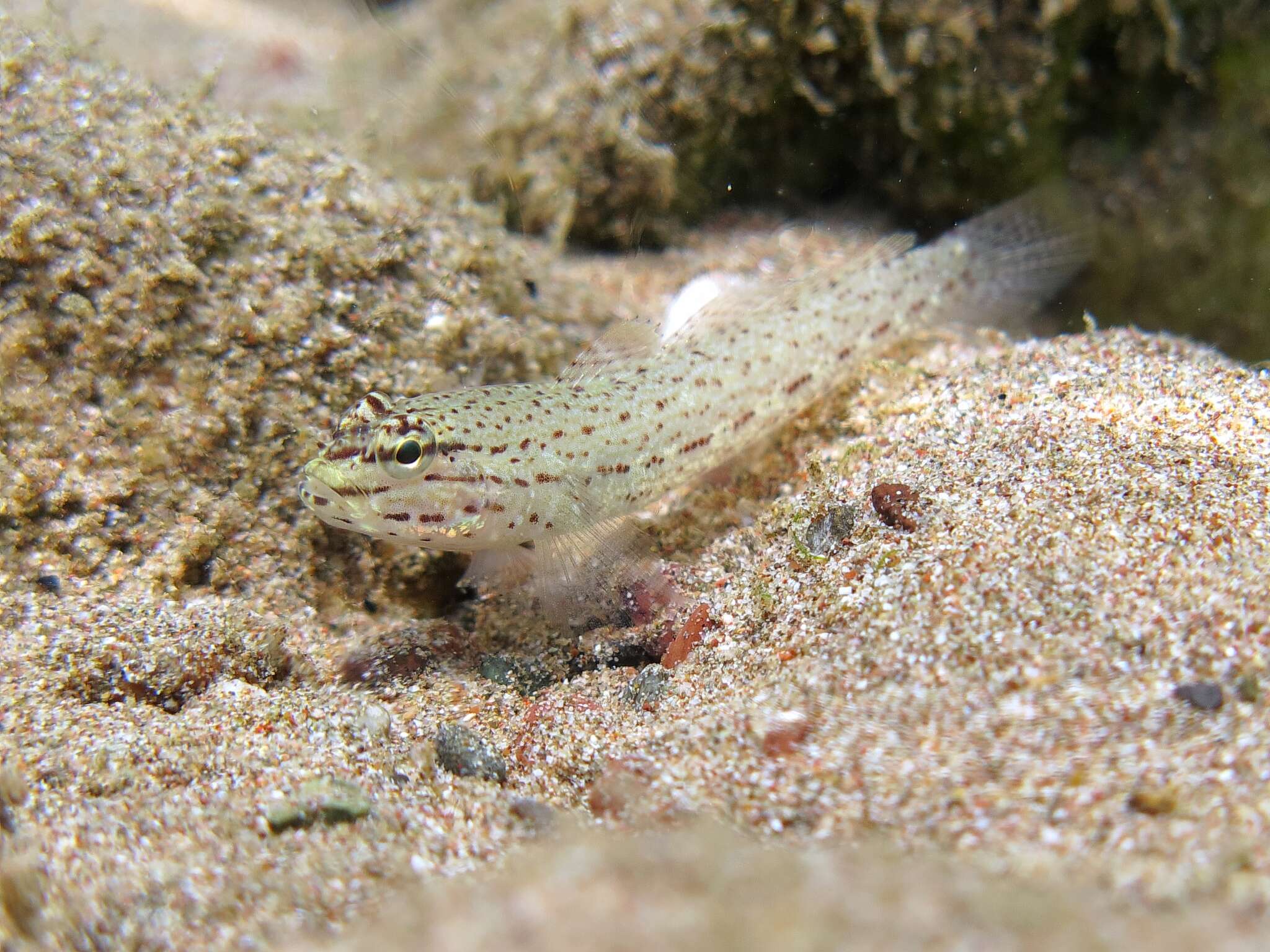 Image of Bucchich's Goby