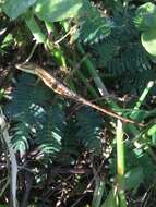 Image of Sharp-mouthed lizard