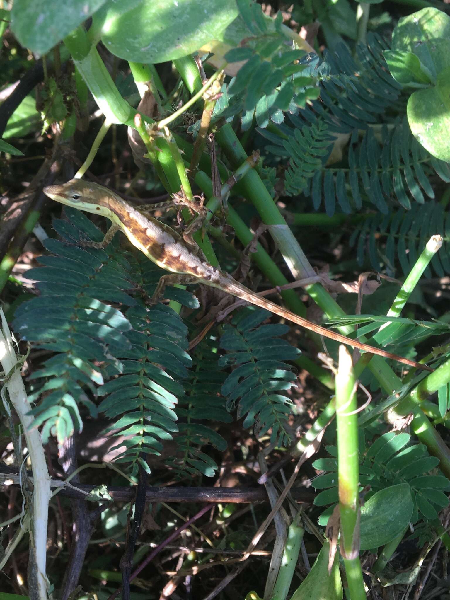 Image of Sharp-mouthed lizard