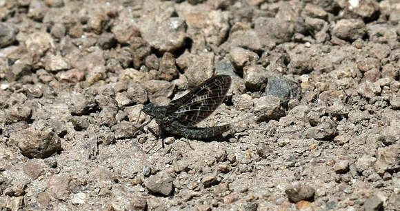 Image of <i>Callibaetis ferrugineus hageni</i>