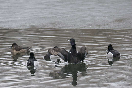 Image of Ring-necked Duck