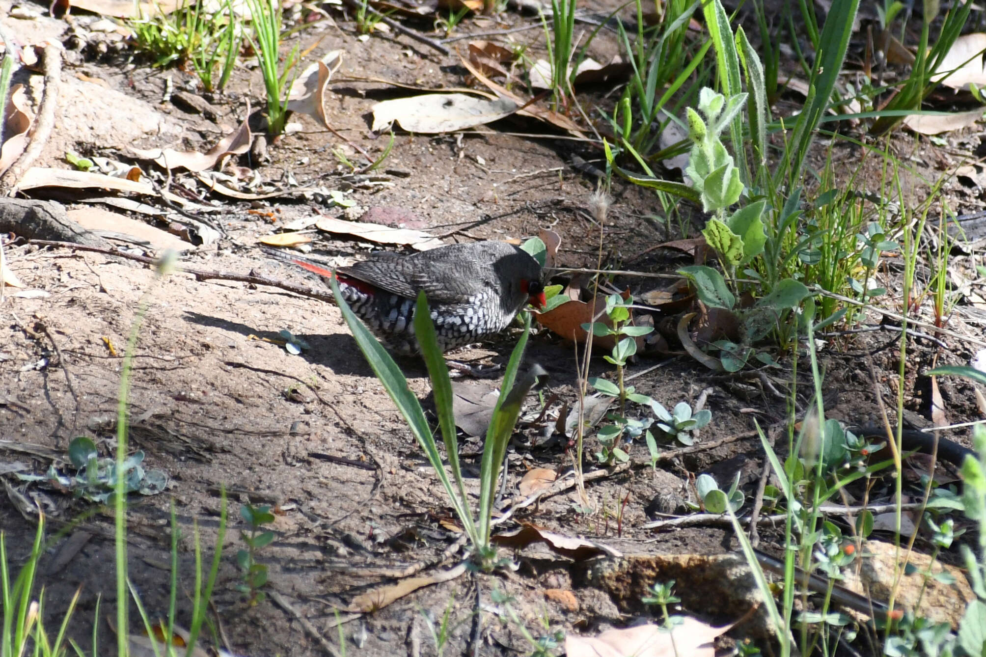 Image of Red-eared Firetail