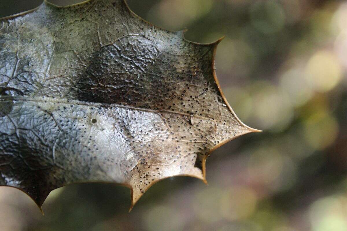 Plancia ëd Trochila